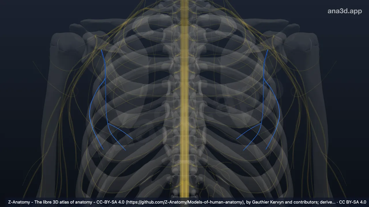 3D model: thoracodorsal nerve