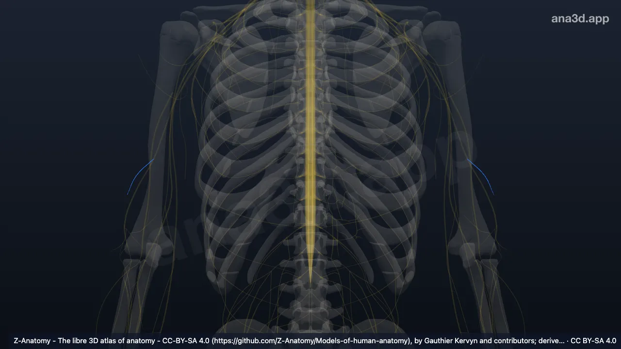 3D model: inferior lateral brachial cutaneous nerve