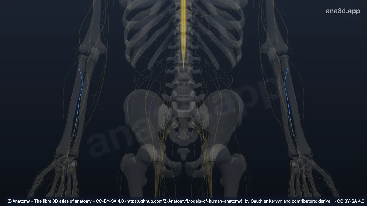 3D-Modell: Nervus interosseus posterior antebrachii