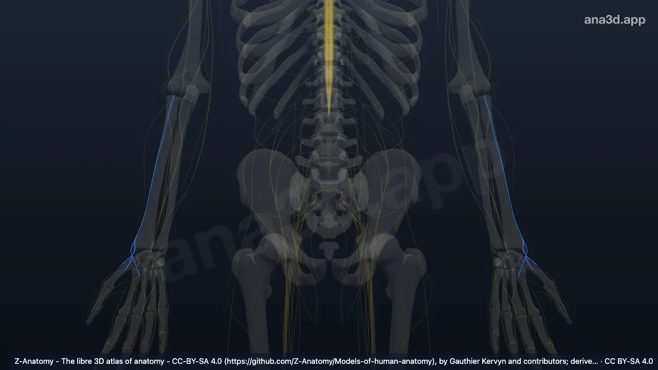 Model 3D: Cabang superfisialis saraf radialis