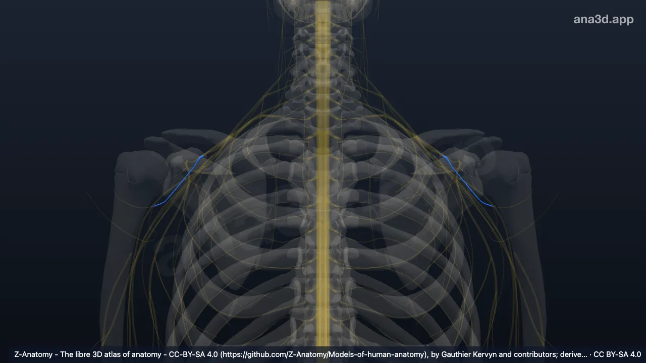 Model 3D: Saraf aksilaris