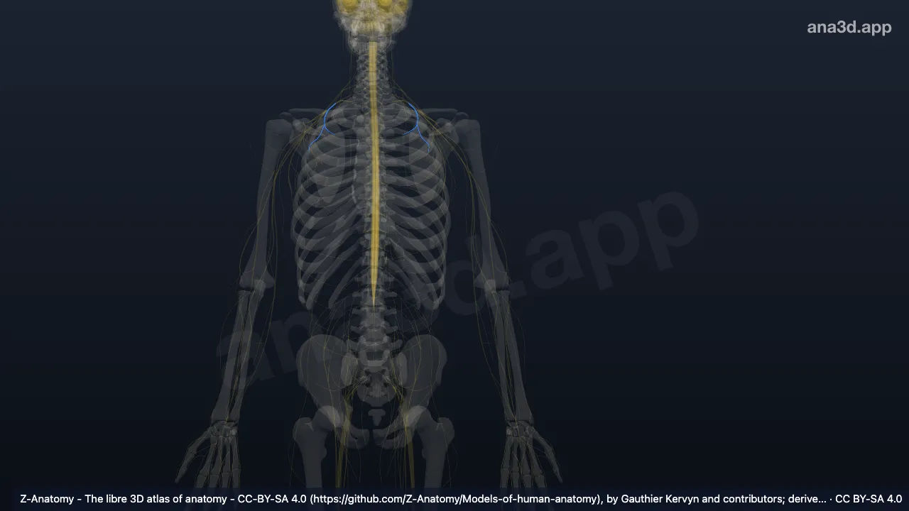 3D model: medial pectoral nerve
