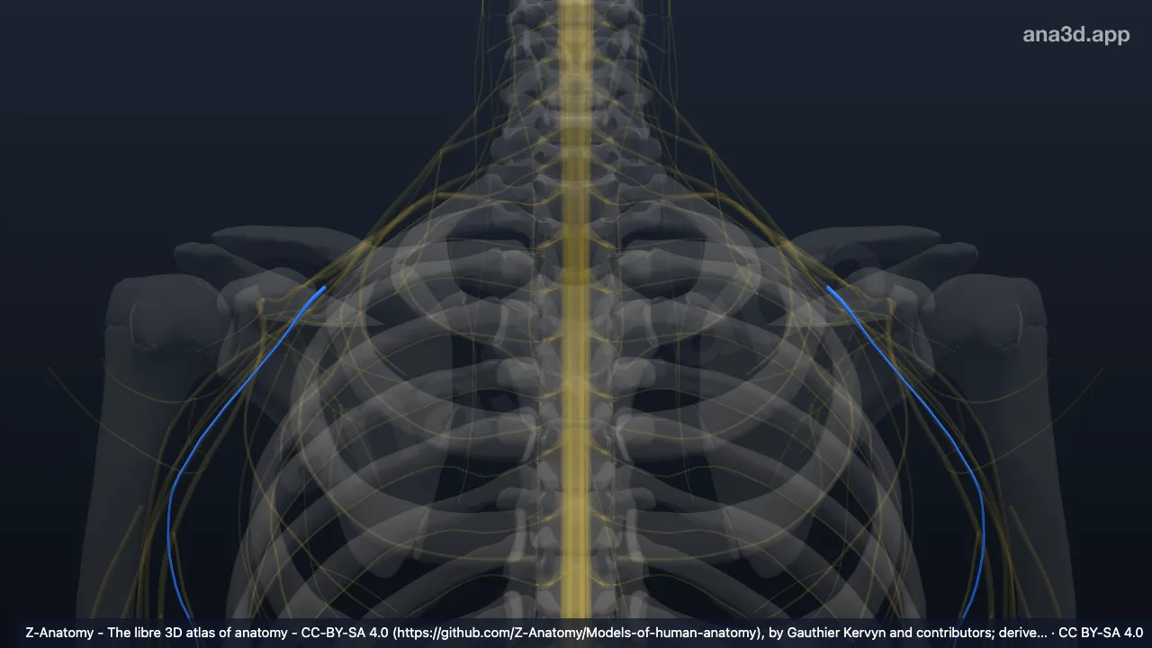 3D-Modell: Nervus cutaneus brachii medialis