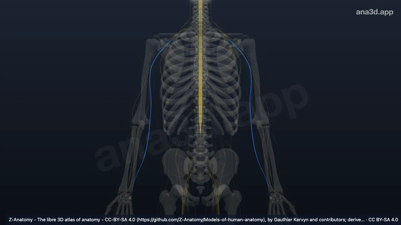 3D model: ulnar nerve