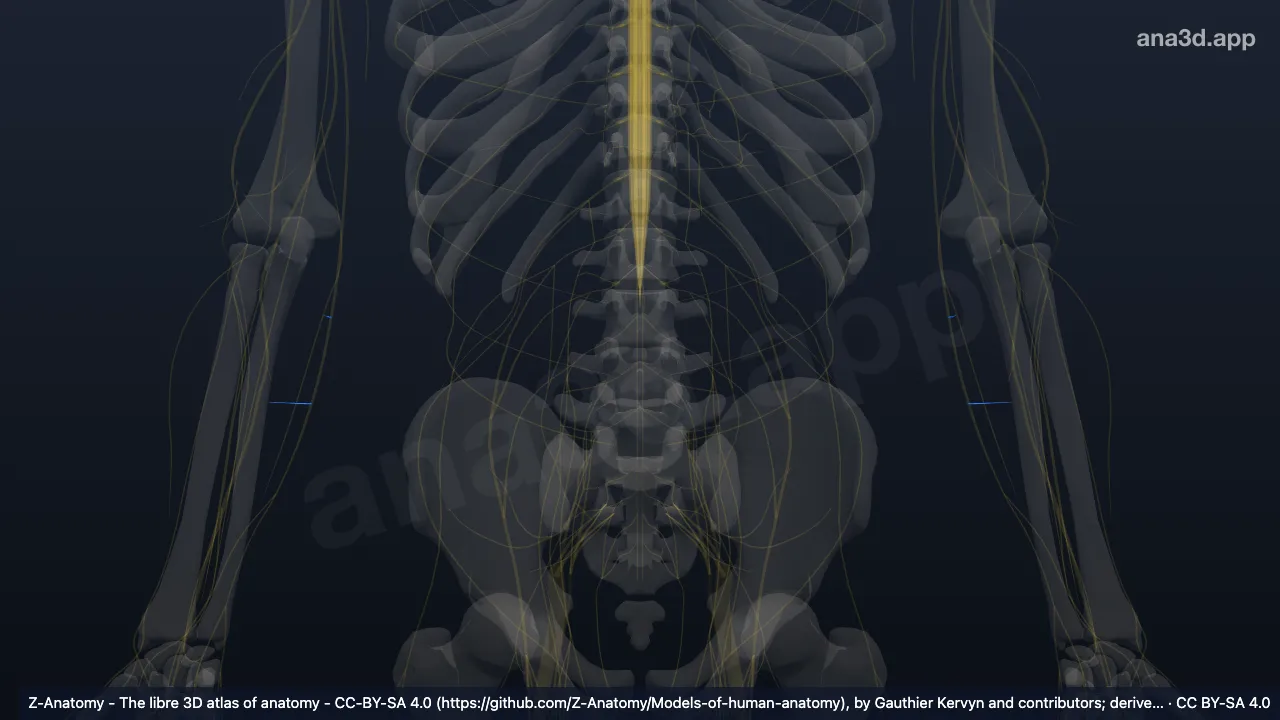 3D model: muscular branches of ulnar nerve
