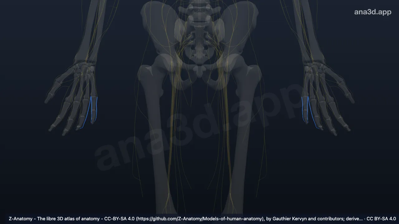 Model 3D: Cabang digitalis dorsalis saraf ulnaris