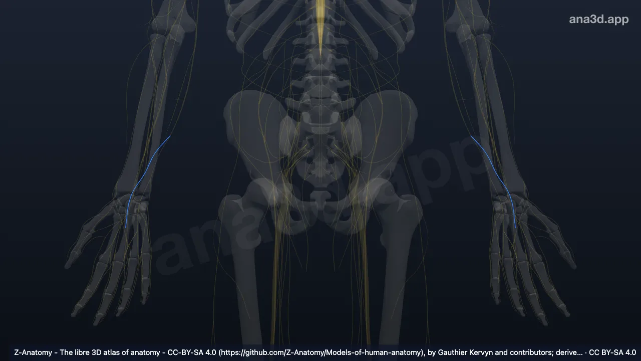 3D model: palmar branch of ulnar nerve