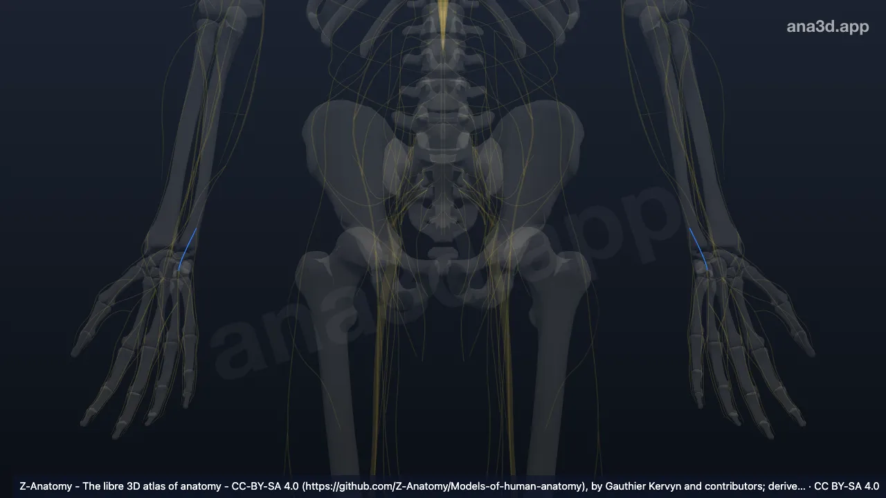 3D model: superficial branch of ulnar nerve