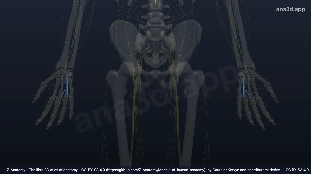 3D model: common palmar digital branches of ulnar nerve