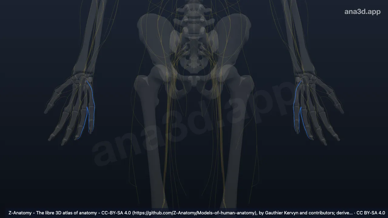 Model 3D: Cabang digitalis palmaris proprius saraf ulnaris