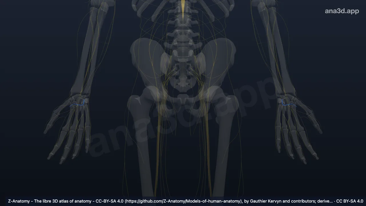 Model 3D: Cabang profunda saraf ulnaris