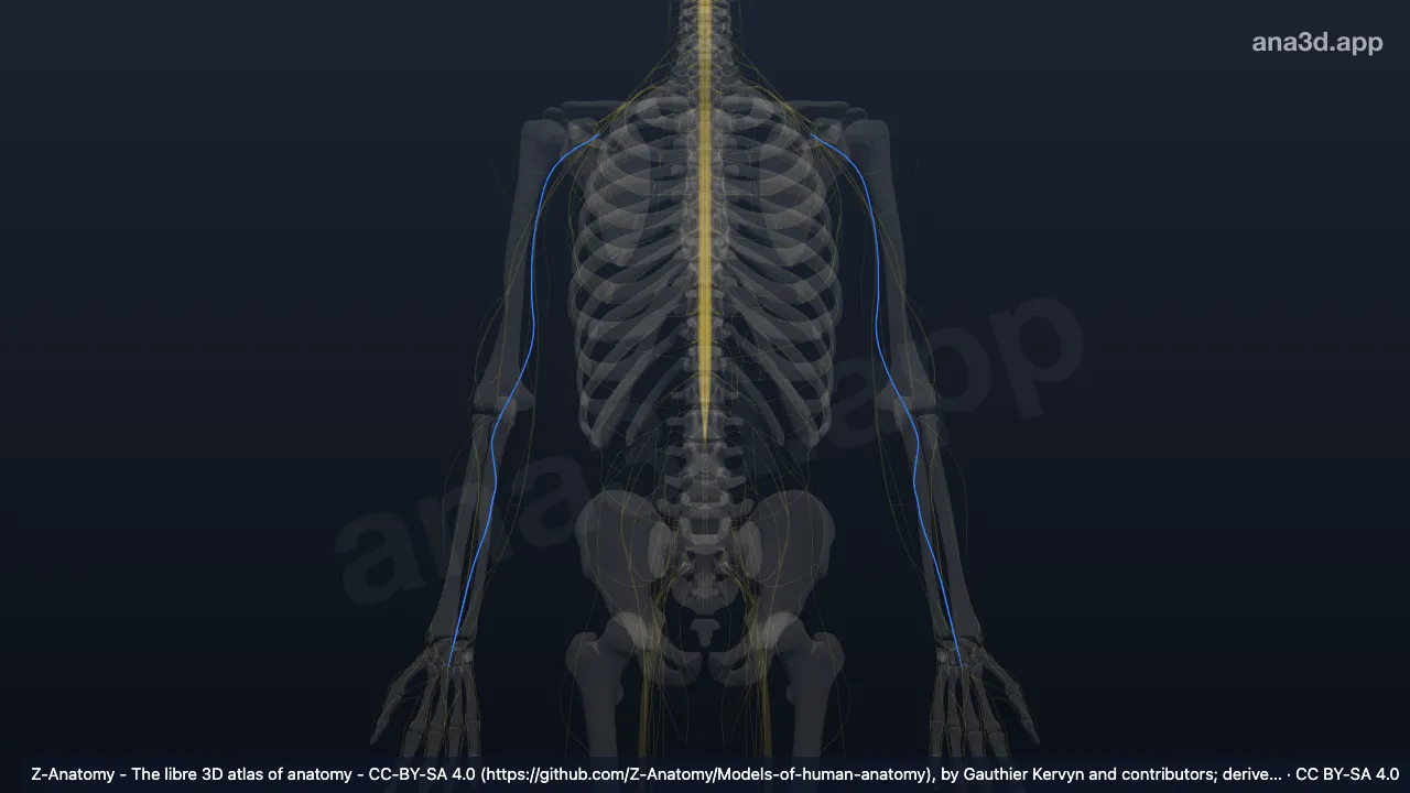 Median nerve: anatomy, location and function