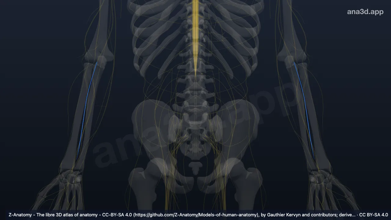 3D model: anterior interosseous nerve of forearm