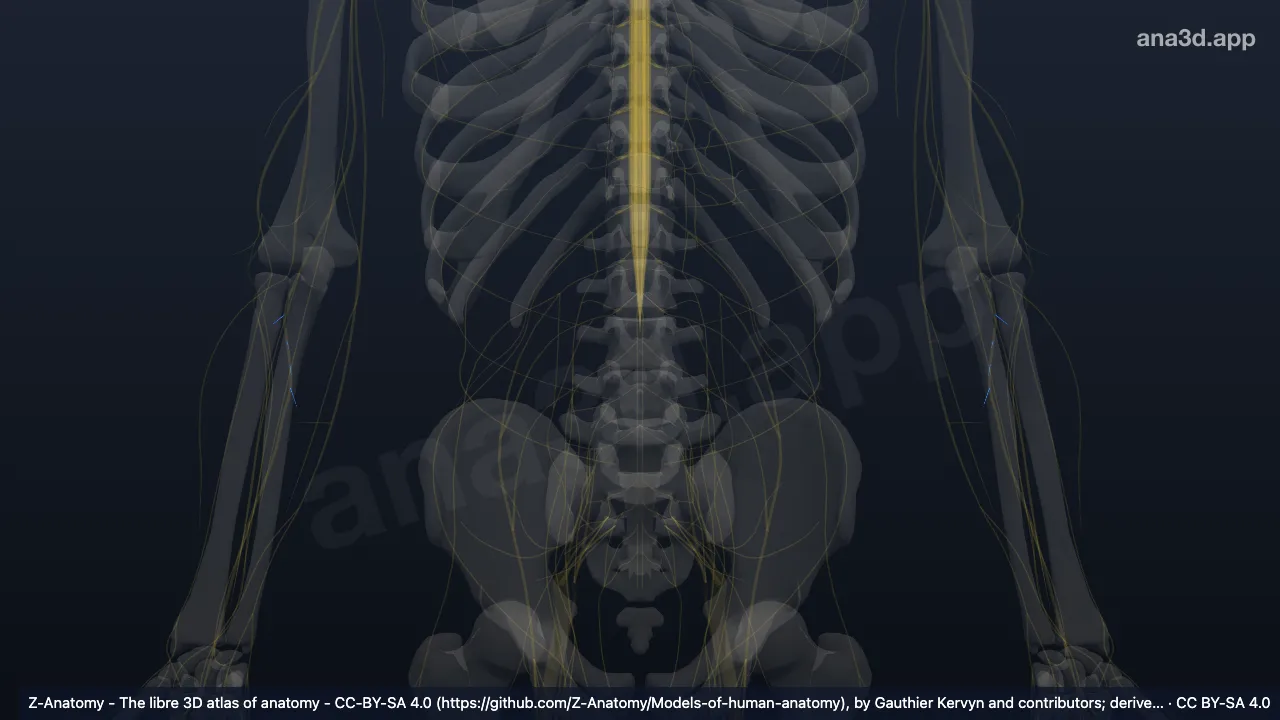 Modèle 3D : Branches musculaires du nerf médian
