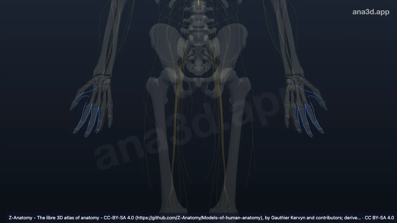Model 3D: Cabang digitalis palmaris proprius saraf medianus