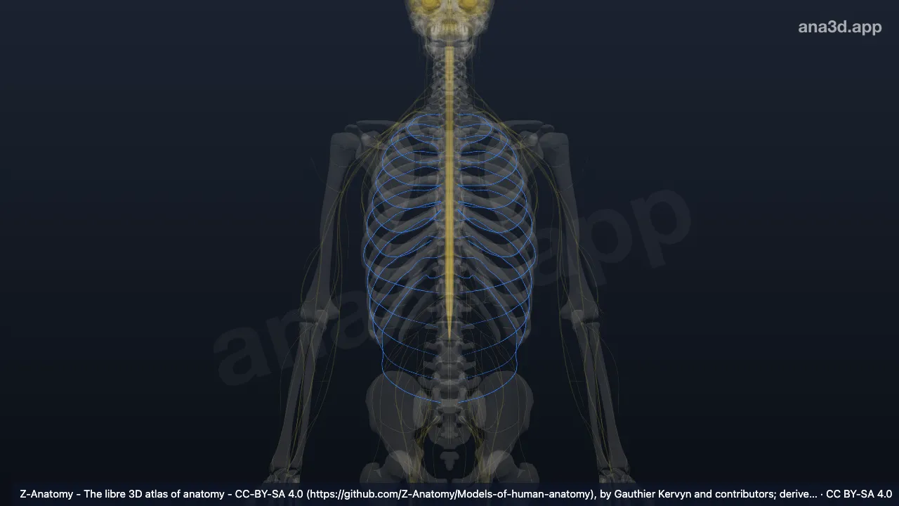 Modelo 3D: Nervios intercostales