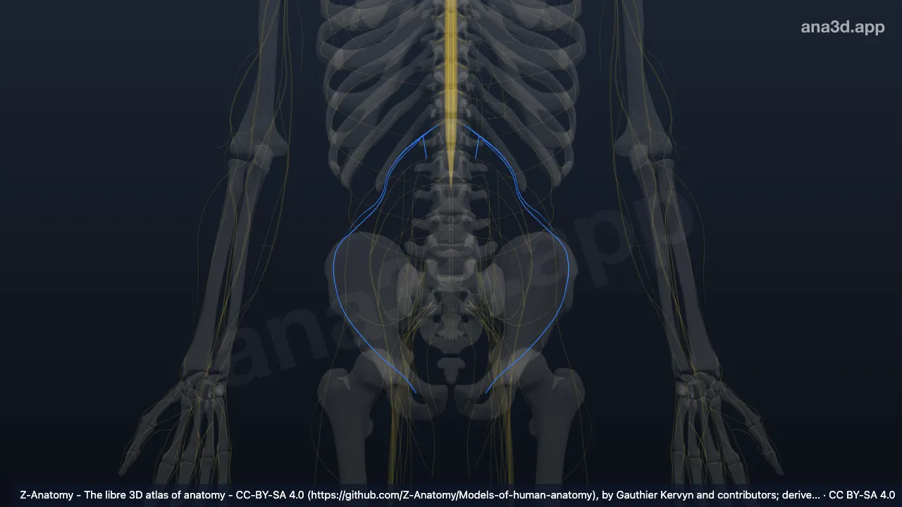 Model 3D: Cabang anterior saraf lumbalis