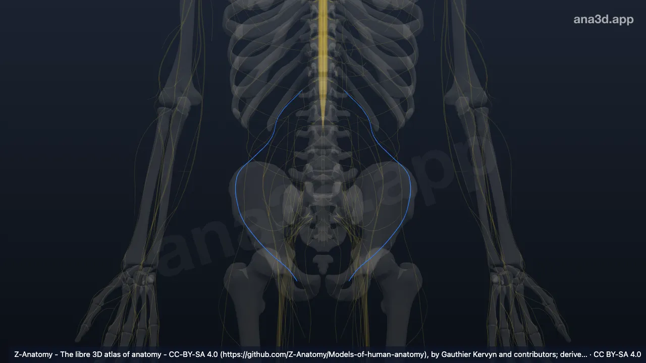 Modèle 3D : Nerf ilio-inguinal
