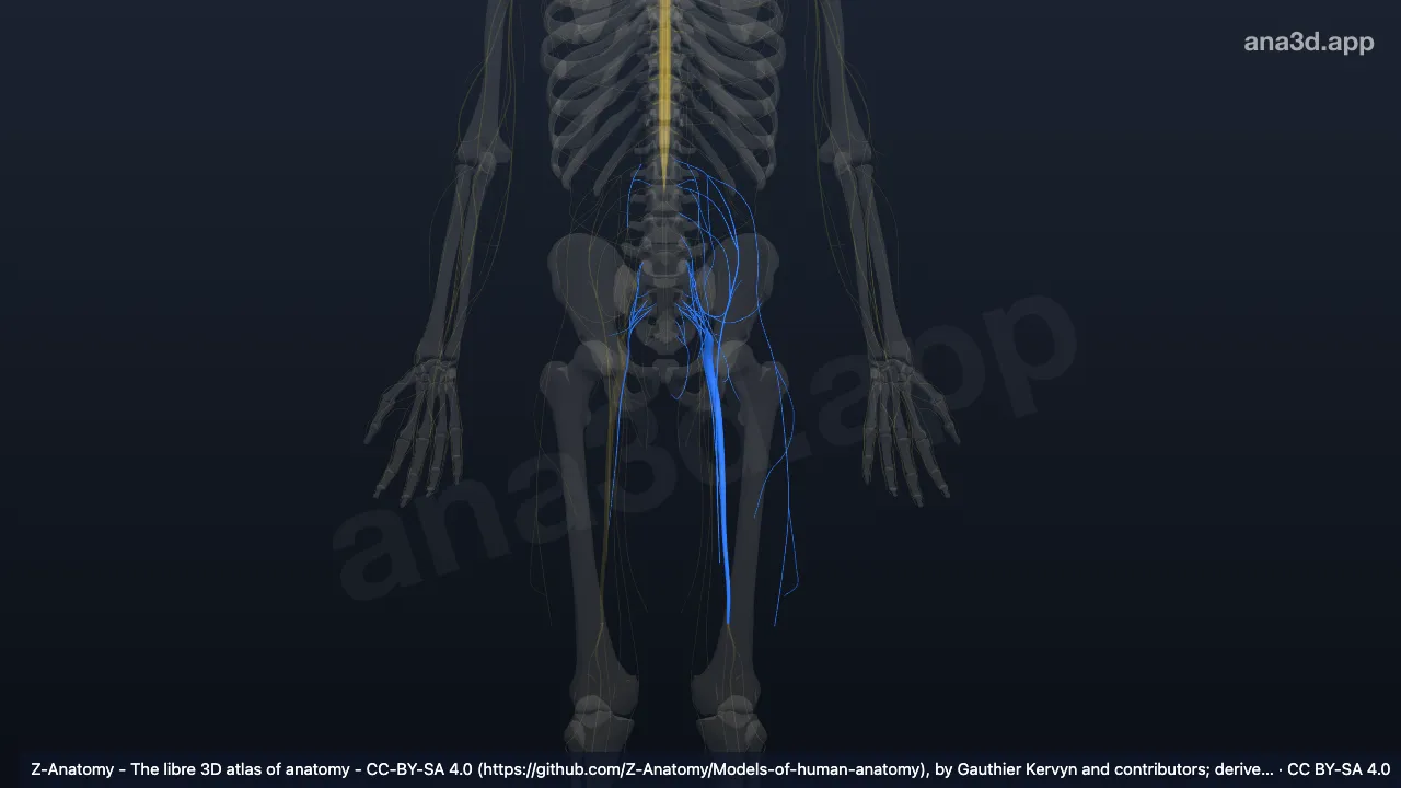Modelo 3D: Plexo lombossacro