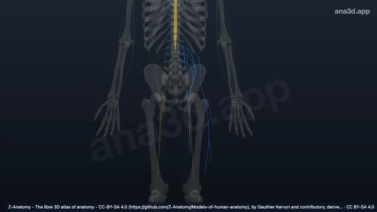 3D-Modell: Plexus lumbalis