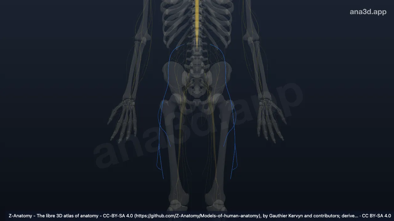 3D-Modell: Nervus cutaneus femoris lateralis