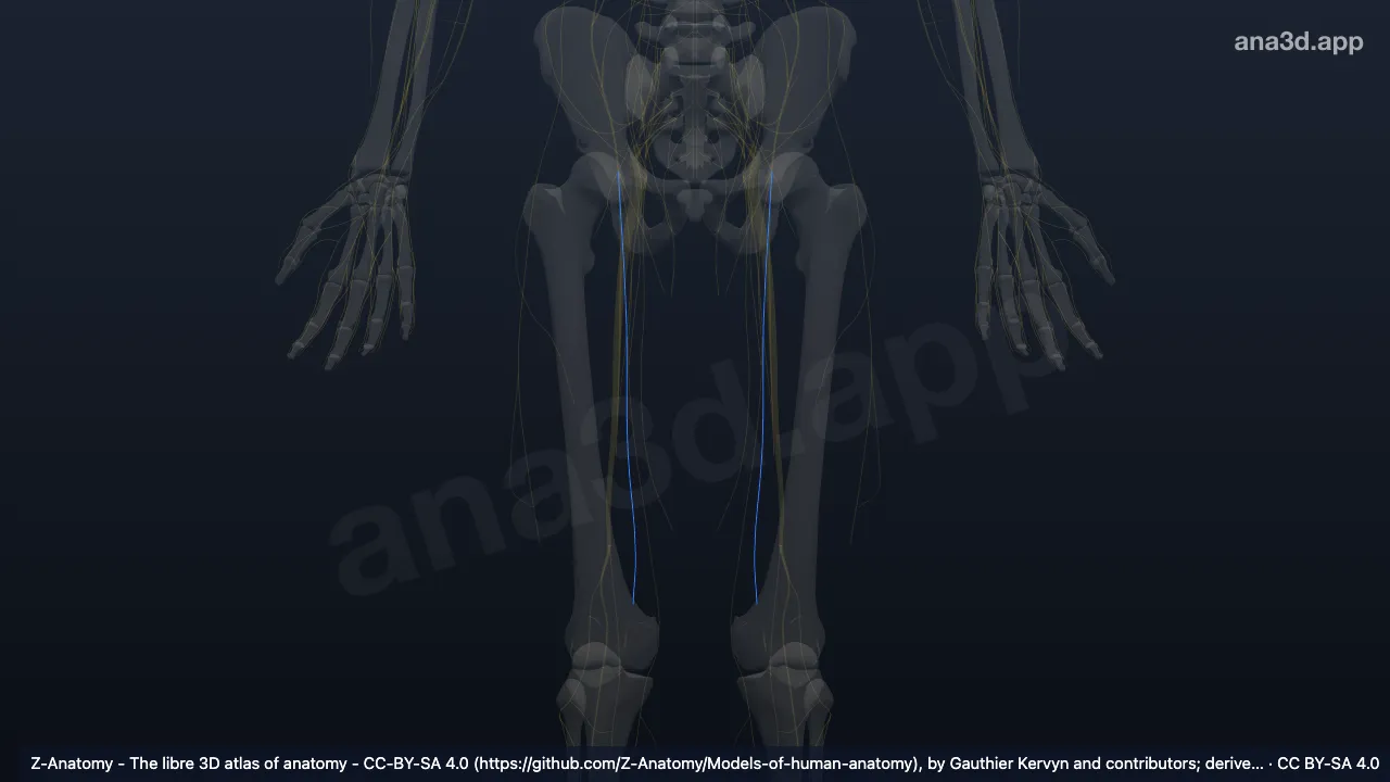 3D model: anterior cutaneous branches of femoral nerve