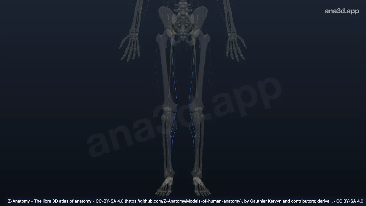 3D model: saphenous nerve