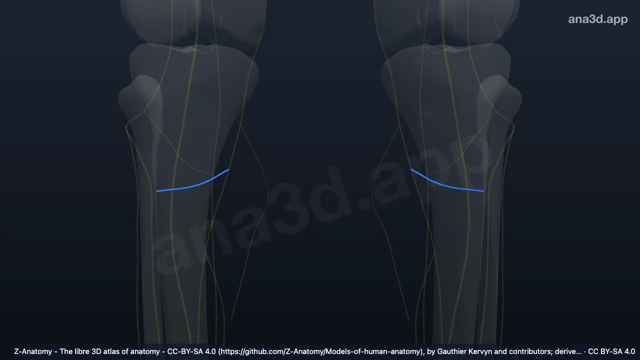 3D-Modell: Ramus infrapatellaris nervi sapheni