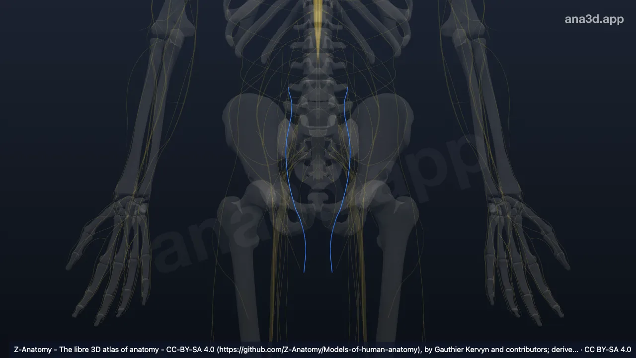 Model 3D: Cabang genitalis saraf genitofemoralis
