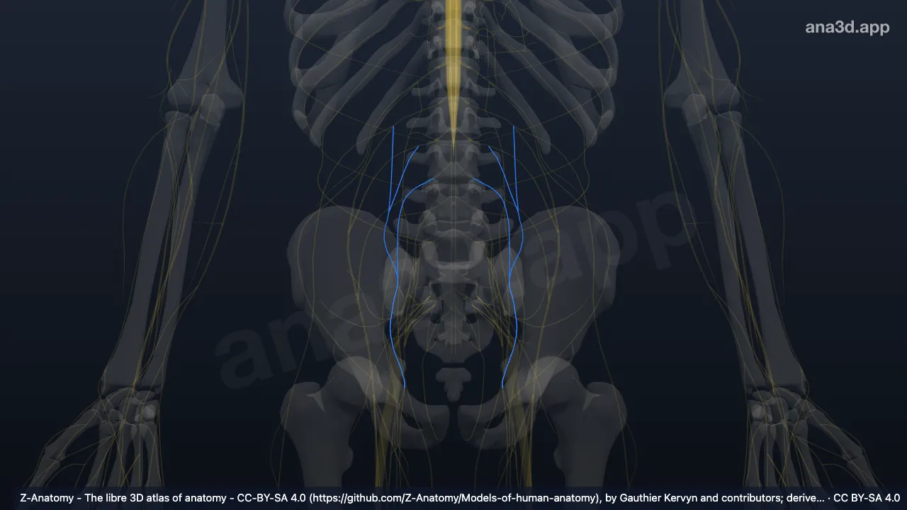 Modelo 3D: Nervo obturador