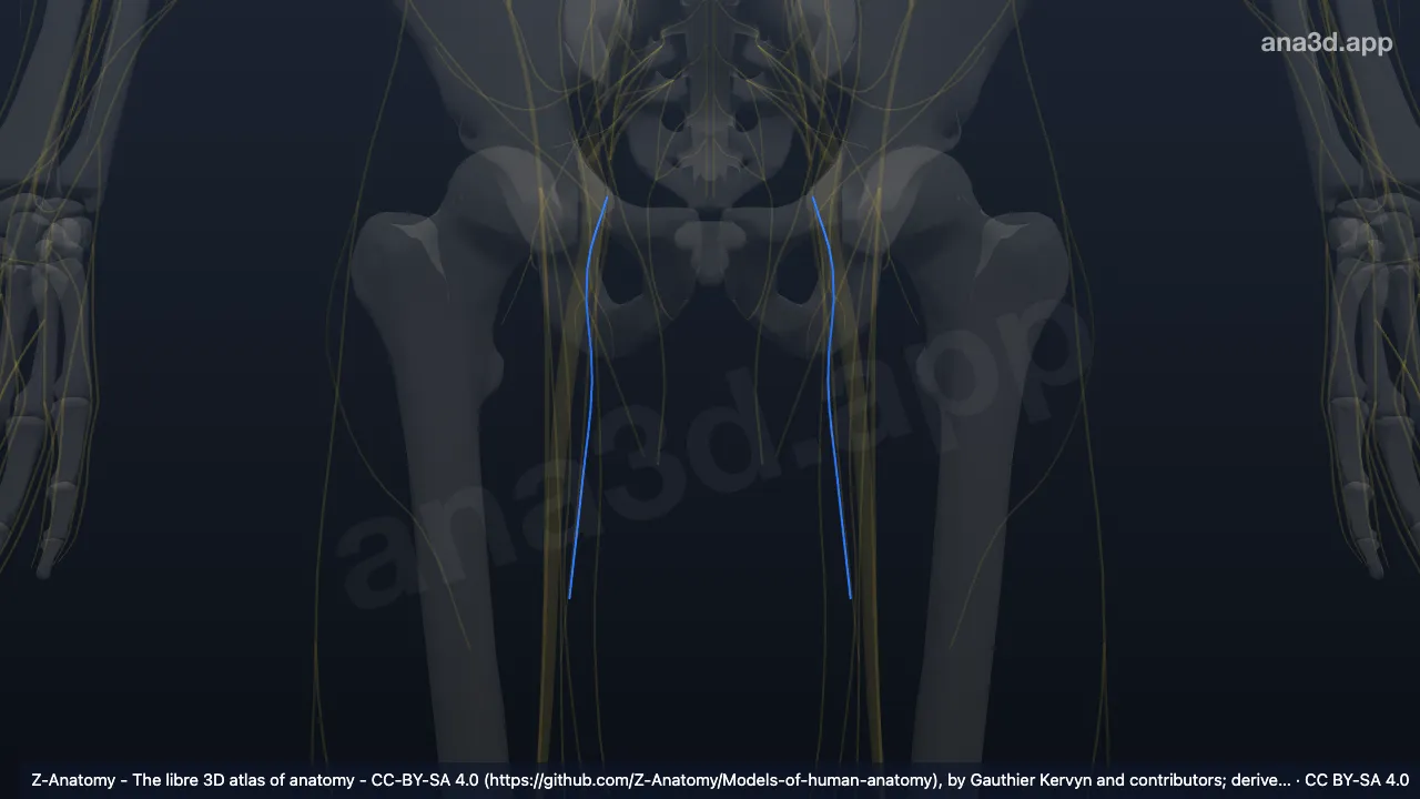 Modelo 3D: Ramo posterior do nervo obturador