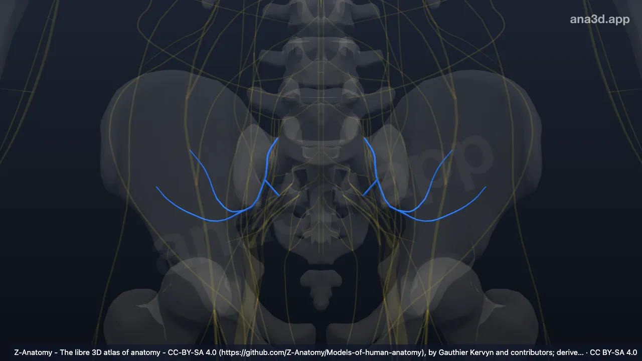 Model 3D: Saraf gluteus superior