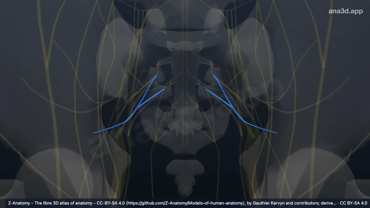 3D model: nerve to piriformis muscle