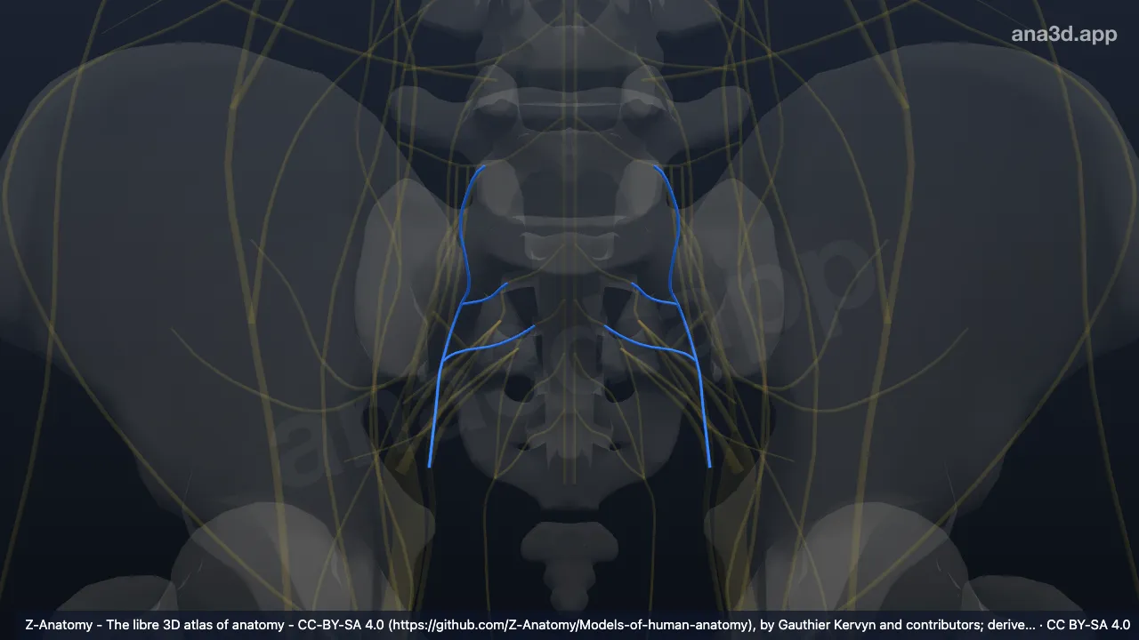 3D 모델: 뒤넙다리피부신경의 뒤뿌리
