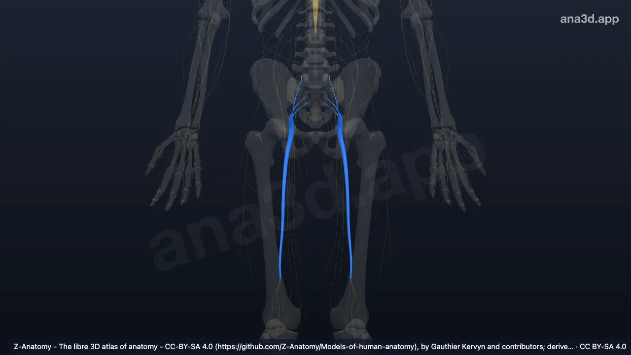 Sciatic nerve: anatomy, location and function