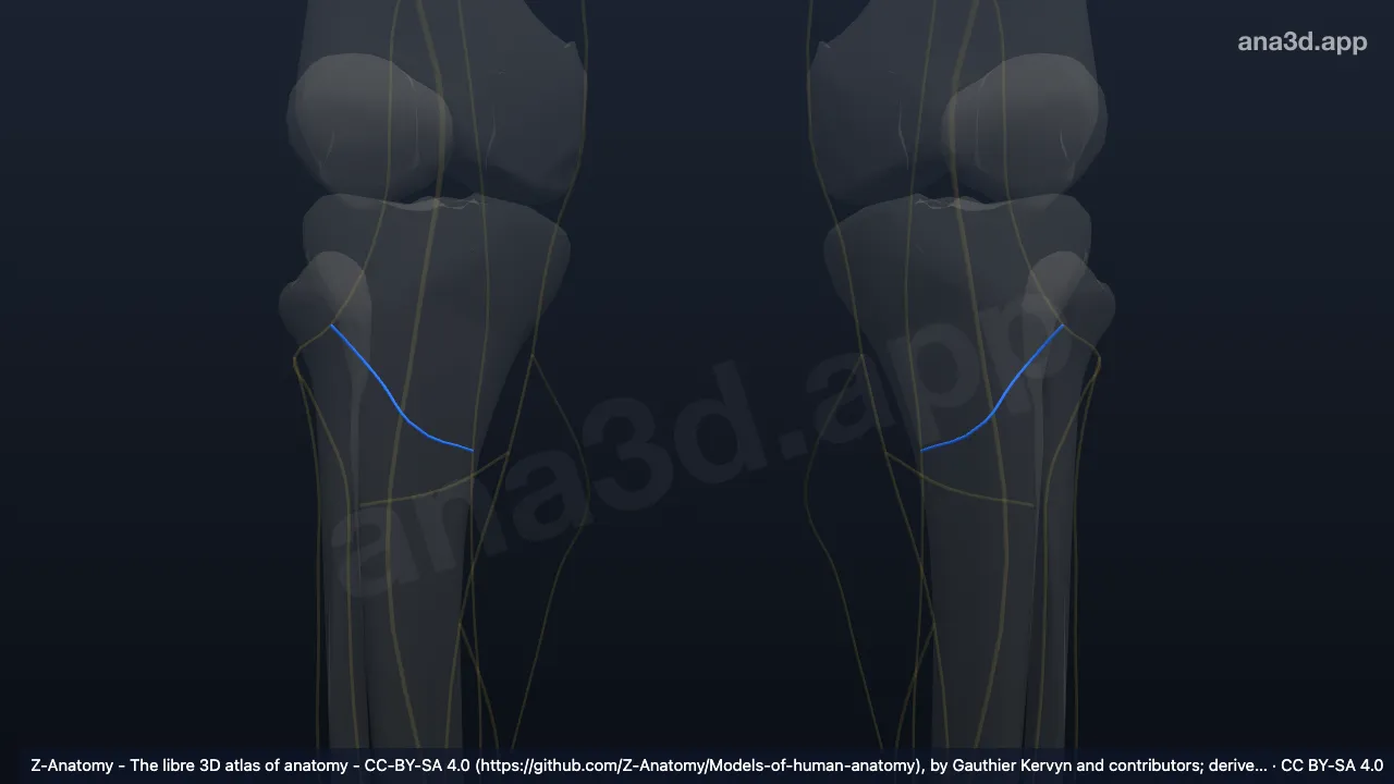 3D model: sural communicating branch of common fibular nerve