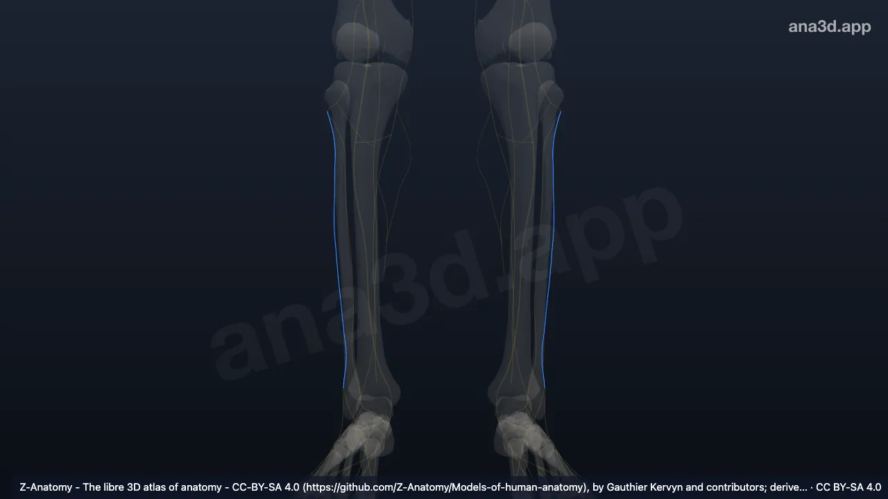 Modelo 3D: Nervio fibular superficial