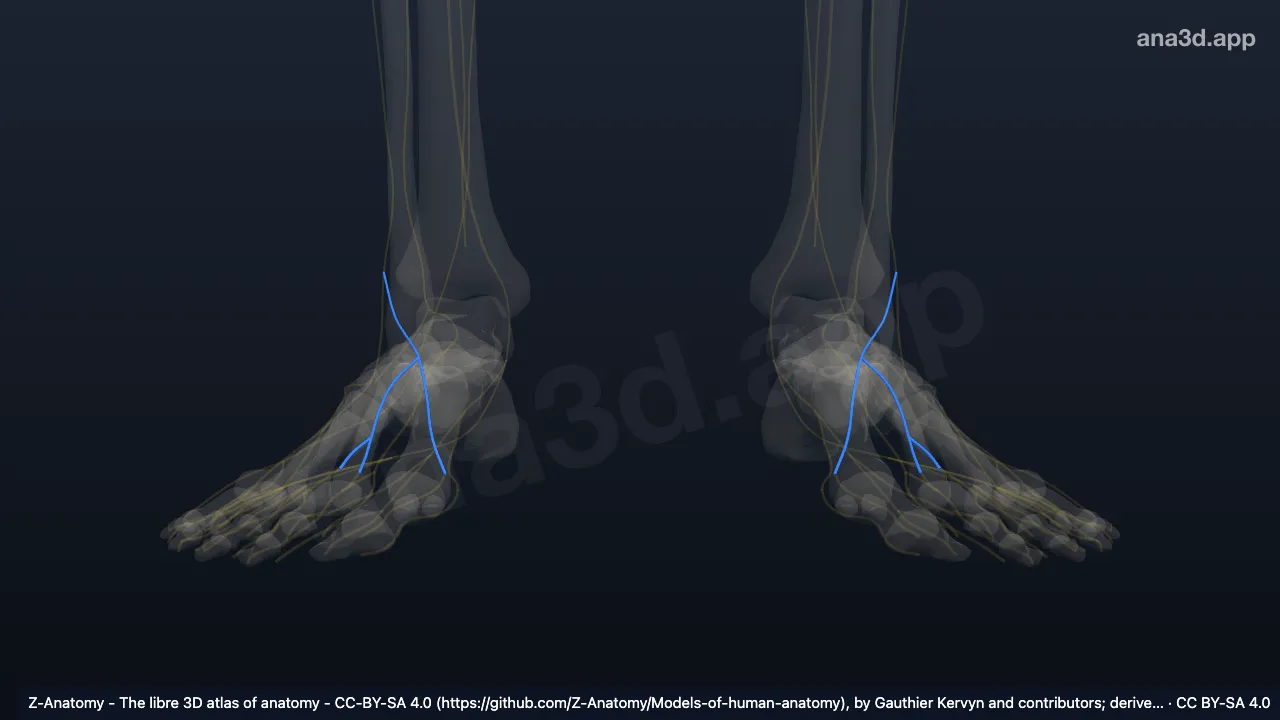 3D-Modell: Nervus cutaneus dorsalis medialis des Fußes