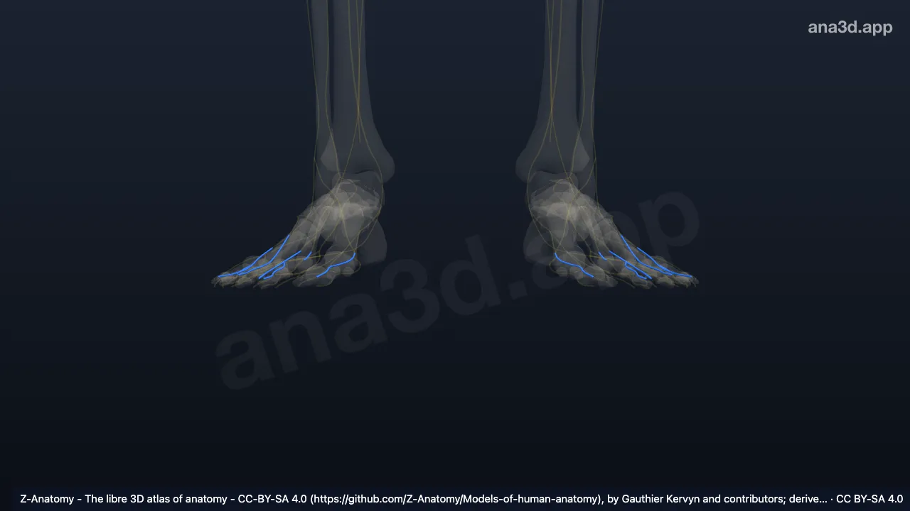 Model 3D: Cabang digitalis dorsalis saraf fibularis superfisialis