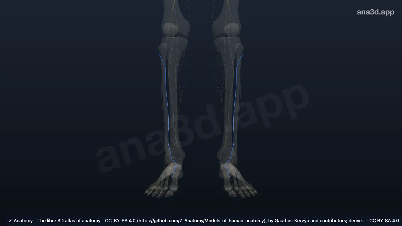 Modelo 3D: Nervio fibular profundo