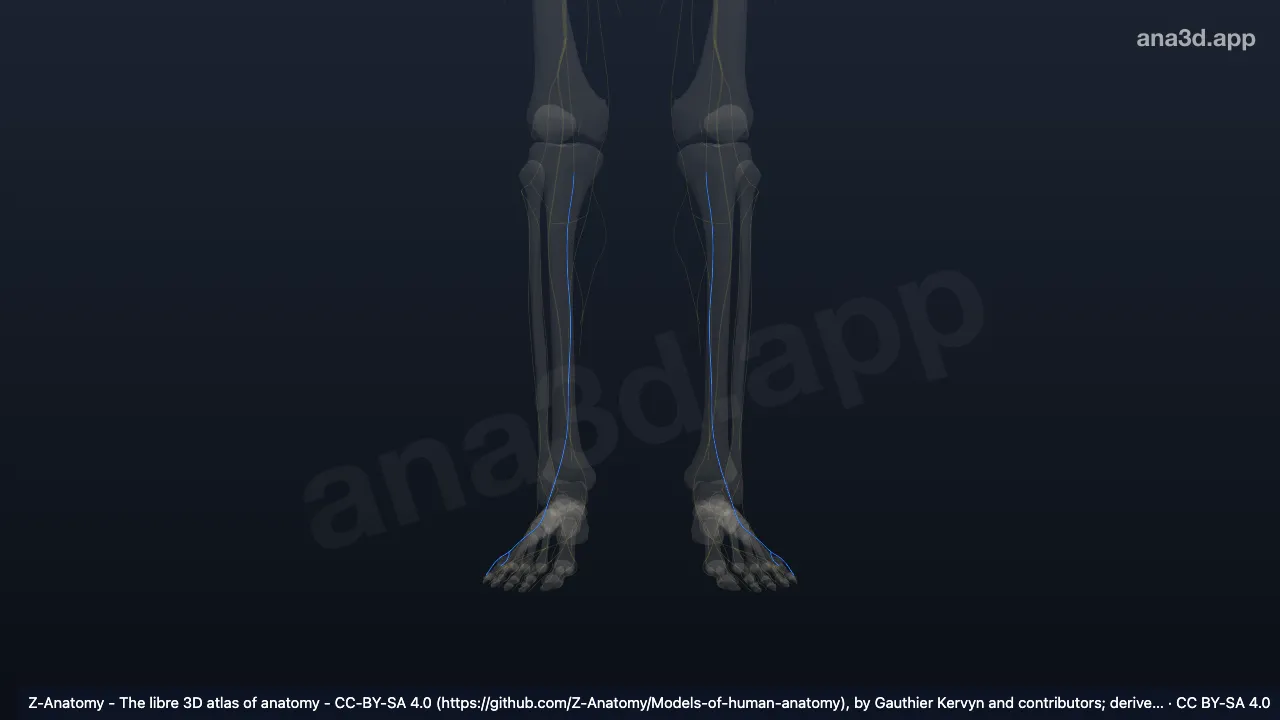 3D model: sural nerve