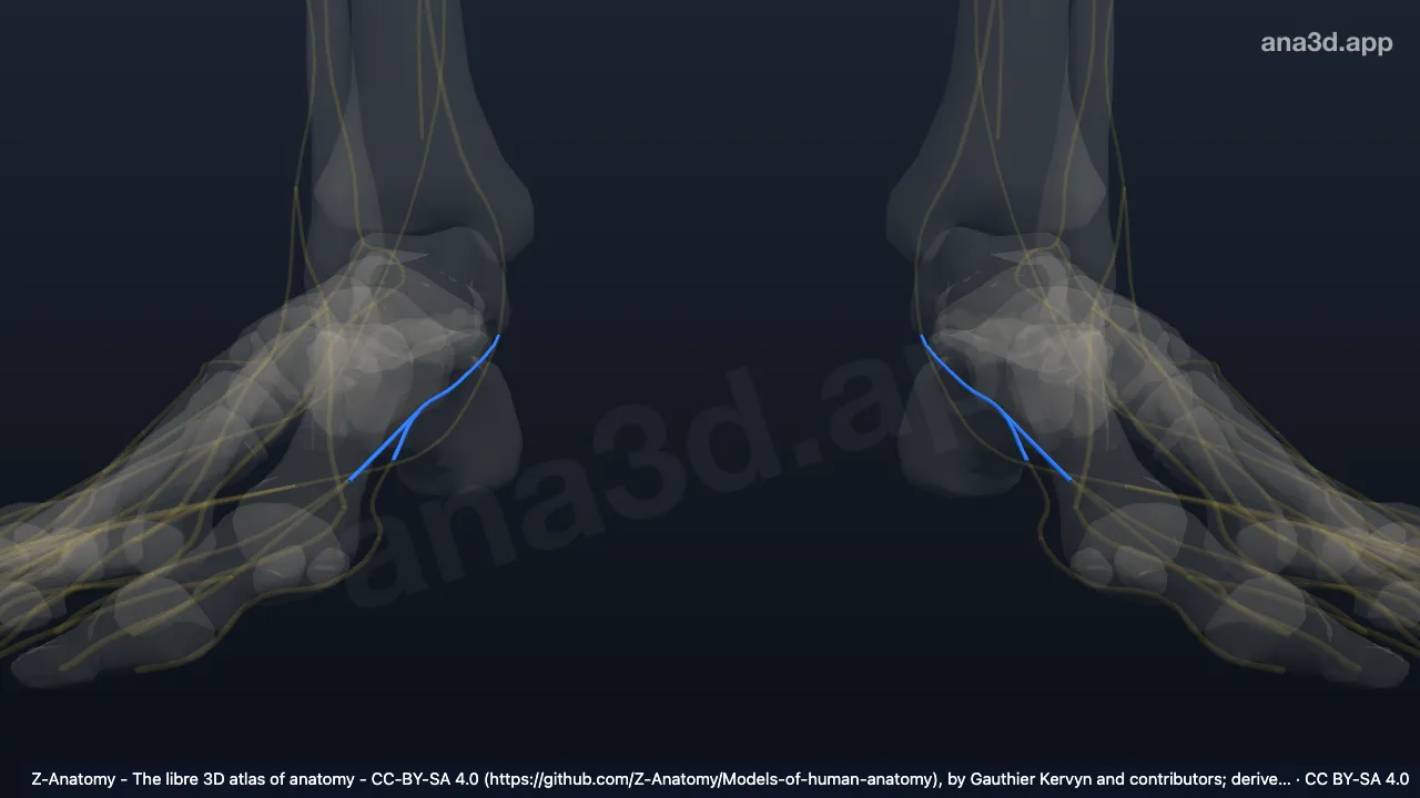 3D model: medial plantar nerve