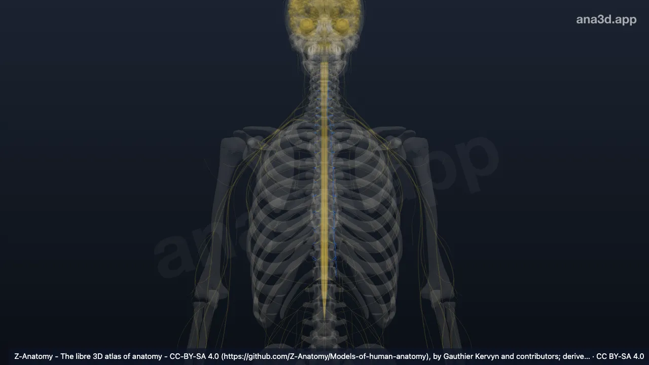 Modelo 3D: Parte toracolumbar de la división autónoma