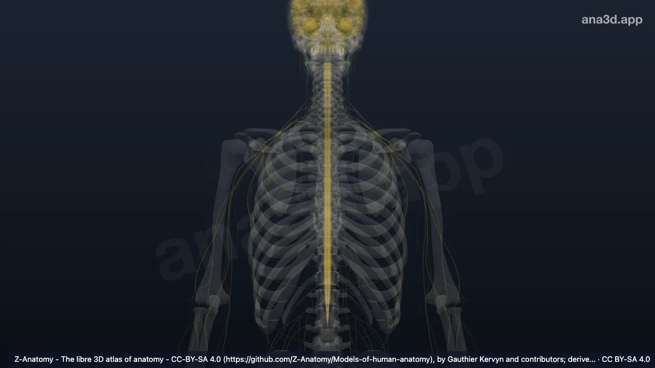 3D-Modell: Ganglia trunci sympathici