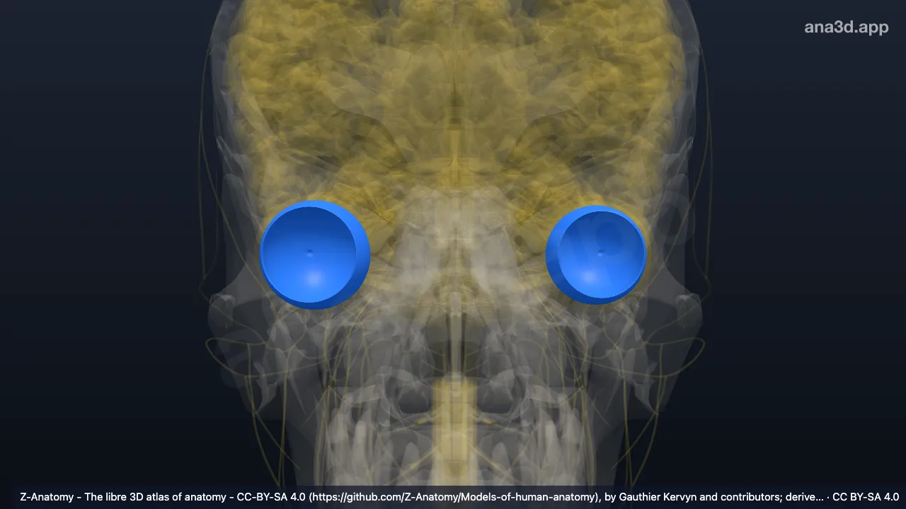 3D model: retina