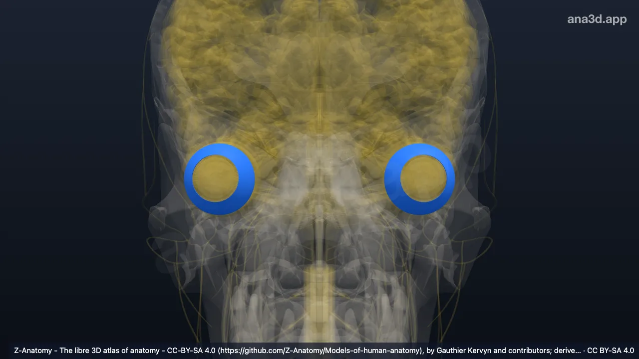 Model 3D: Segmen anterior bola mata