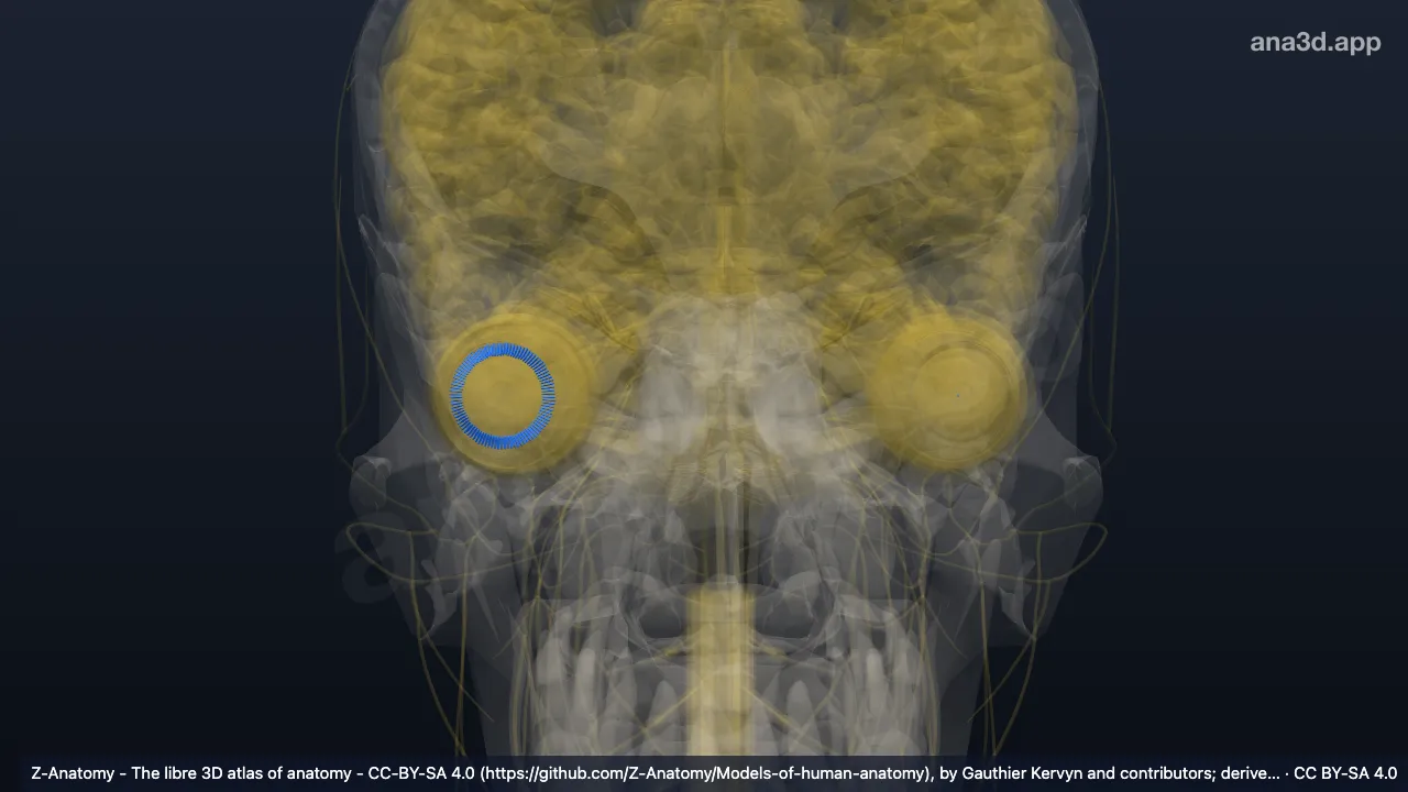 Modelo 3D: Fibras zonulares
