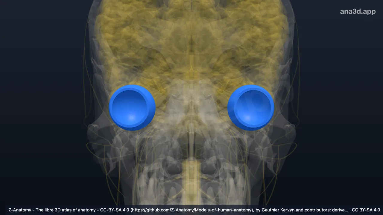 3D model: posterior segment of eyeball