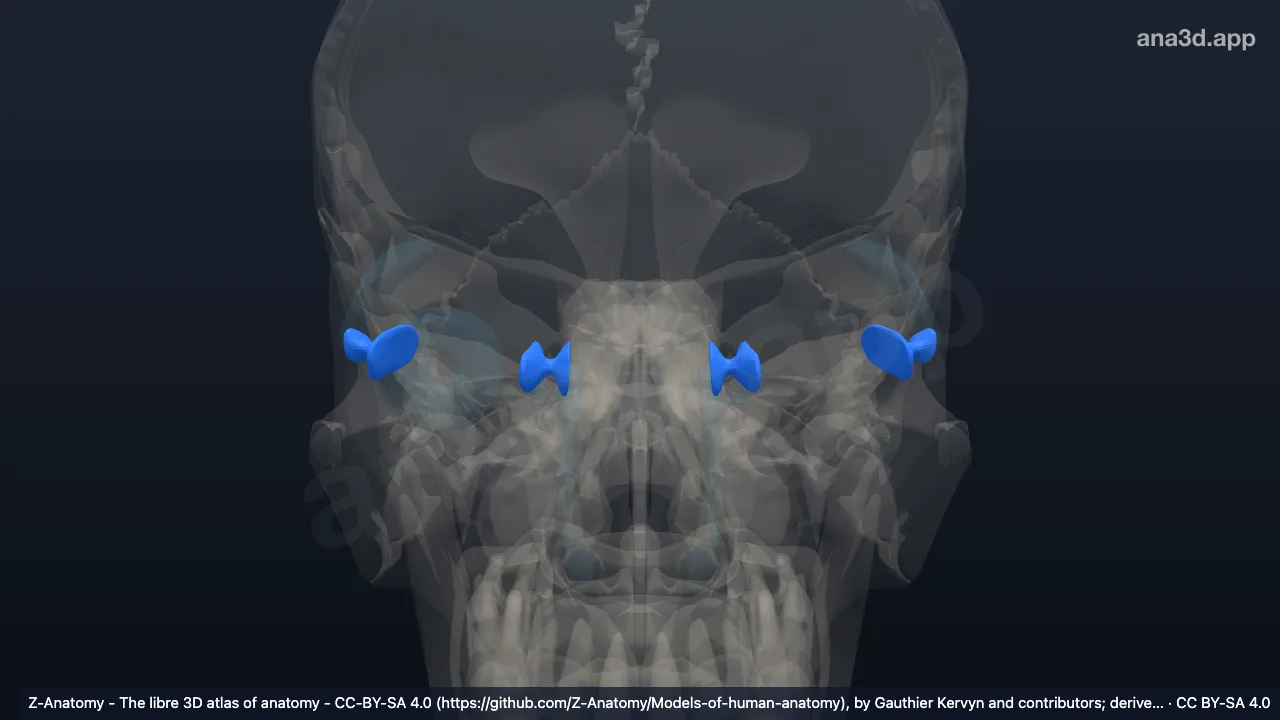 3D-Modell: Ligamentum suspensorium bulbi
