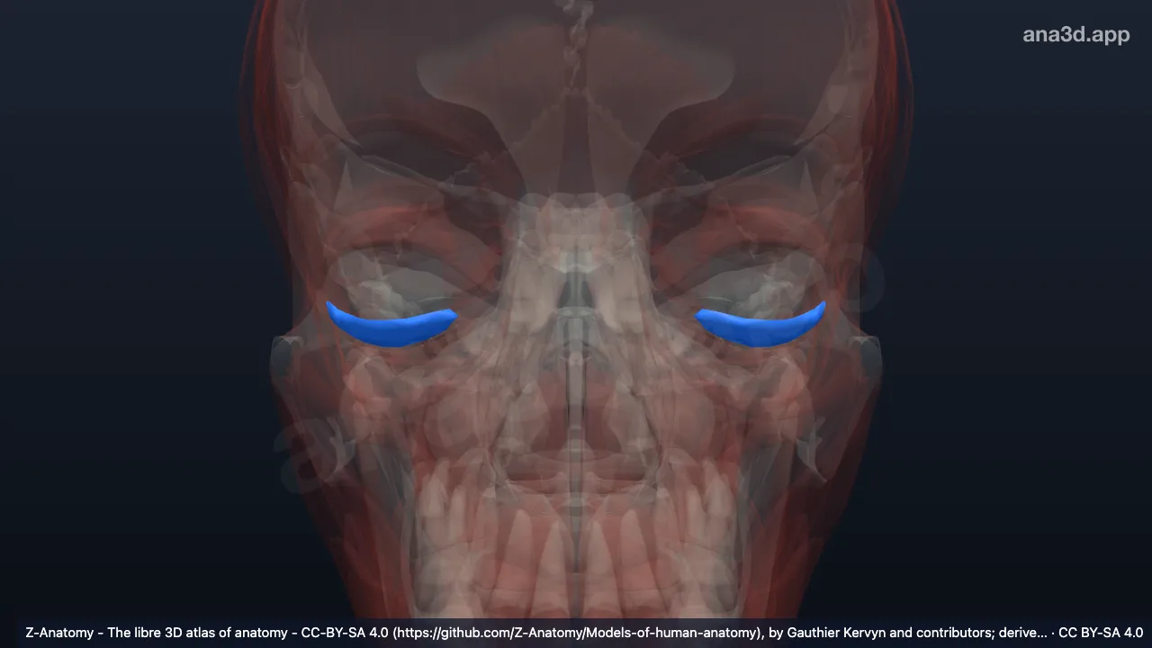 3D model: inferior tarsus